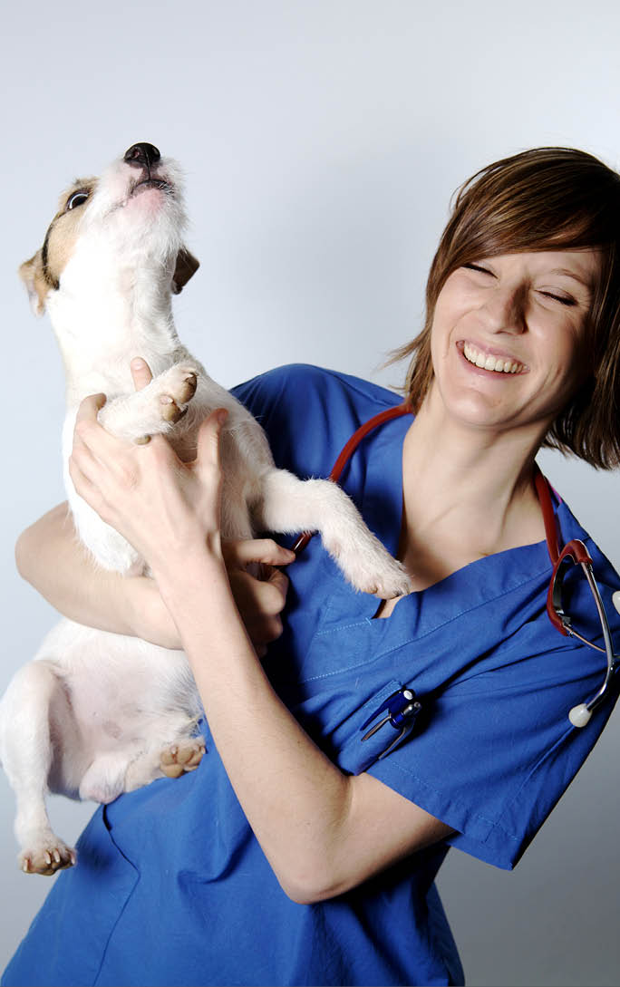 nurse or doctor vet holding a dog on a white background