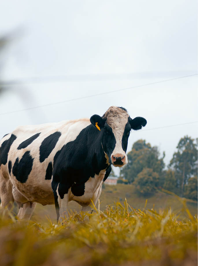 Cow and cattle in an Andean mountain of America with meadow and vegetation