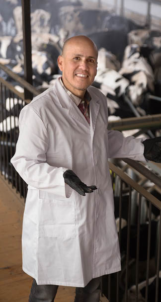 Portrait of positive senior vet caring cows in cowhouse outdoors