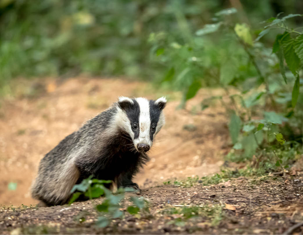 Badger, native, wild, European badger in natural woodland setting   Scientific name: Meles meles  In 2018, the Government has issued licences to cull badgers in some areas of the UK   Landscape