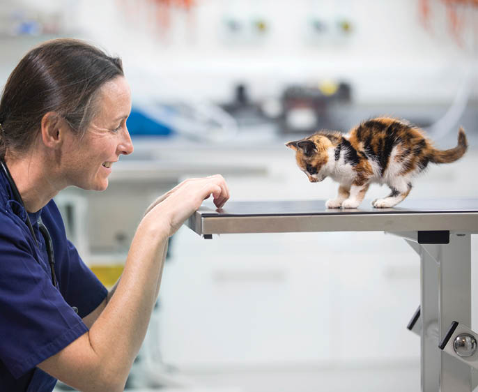 Vet examining pet kitten cat on table in vet surgery