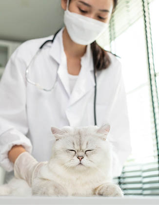 Asian veterinarian examine cat during appointment in veterinary clinic. Professional vet doctor woman stand on examination table with stethoscope work and check on little animal kitten in pet hospital