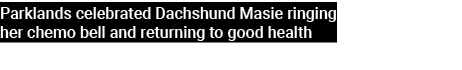 Parklands celebrated Dachshund Masie ringing her chemo bell and returning to good health