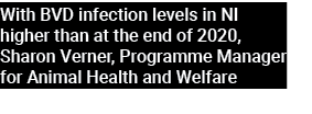 With BVD infection levels in NI higher than at the end of 2020, Sharon Verner, Programme Manager for Animal Health an...