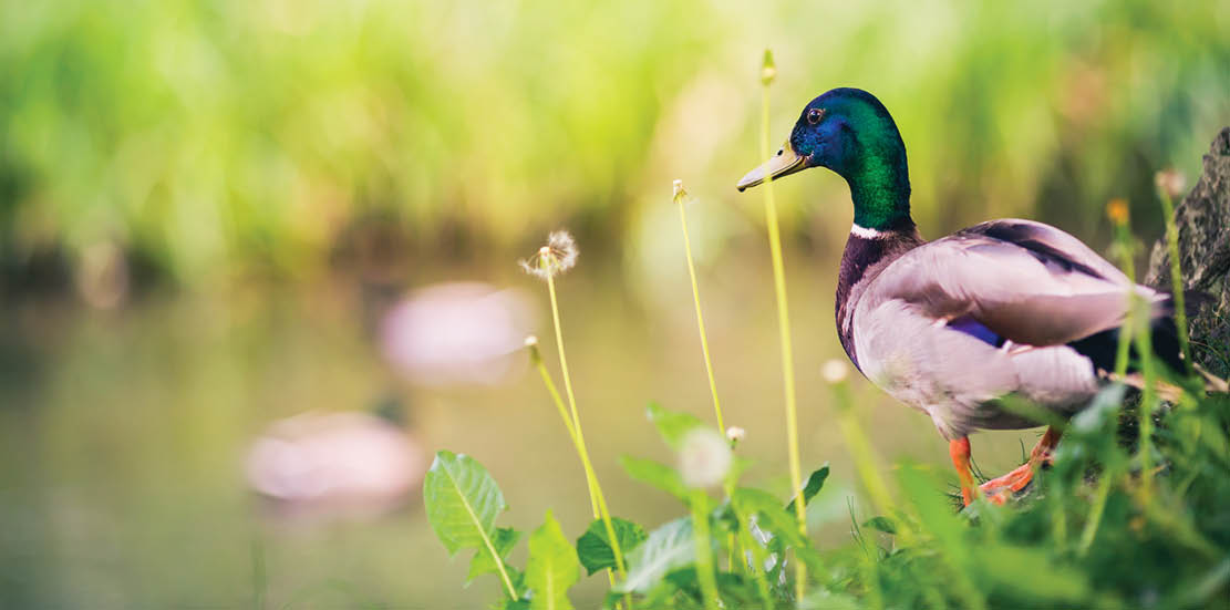 Male Mallard Duck at The Pond, Looking at Ducks. Birdwatching and Wildlife in Summer Nature.