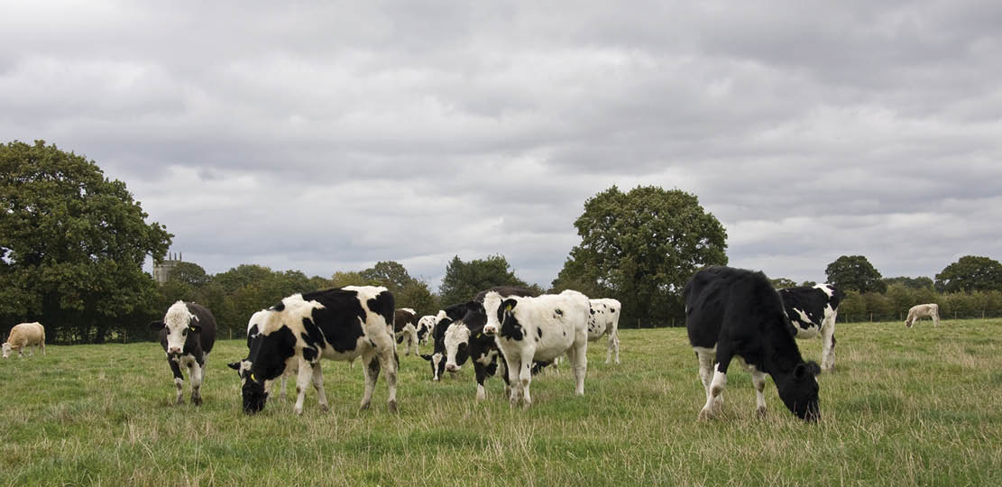 Herd of cows in an English countryside setting.