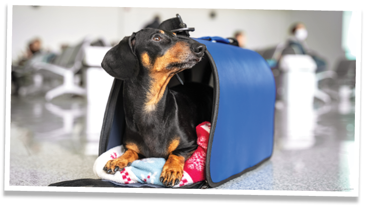 Funny dachshund dog, black and tan, in his travel blue bag cage at the airport. Pet in cabin. Traveling with dogs concept.