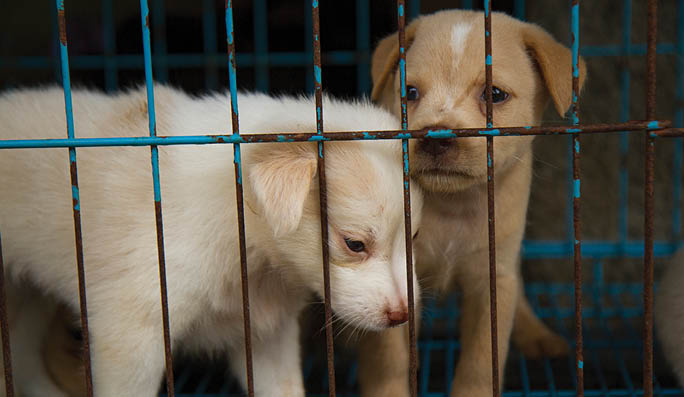 puppies in a cage. Dog shelter