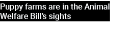 Puppy farms are in the Animal Welfare Bill’s sights