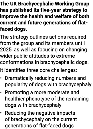 The UK Brachycephalic Working Group has published its five year strategy to improve the health and welfare of both cu...