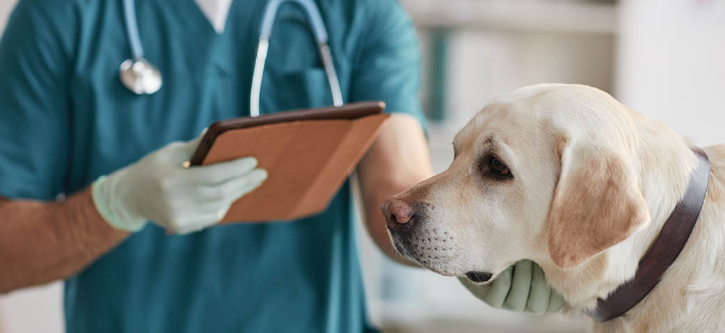 Cropped portrait of unrecognizable male veterinarian examining white Labrador dog at vet clinic, copy space