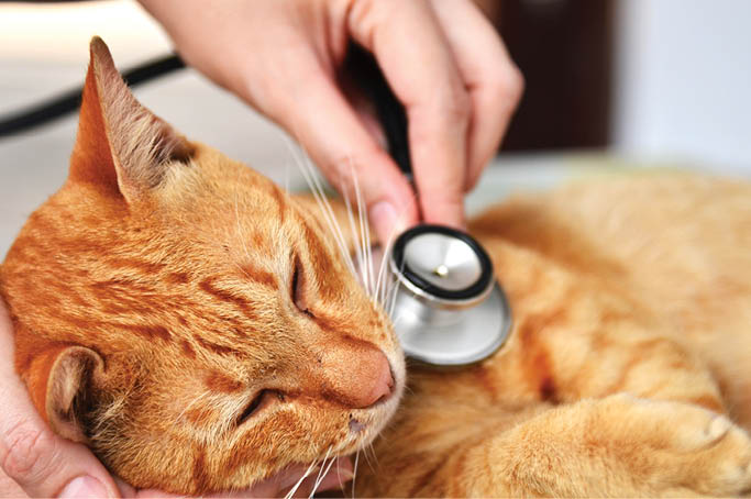 Veterinarian examining a kitten in animal hospital