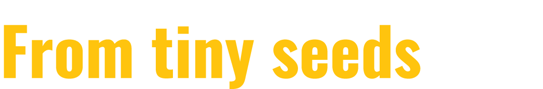 From tiny seeds