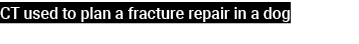 CT used to plan a fracture repair in a dog