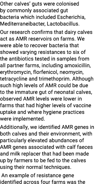 Other calves’ guts were colonised by commonly associated gut bacteria which included Escherichia, Mediterraneibacter,...