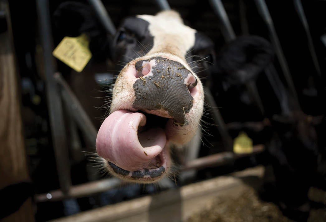 Close up of cow's nose and tongue