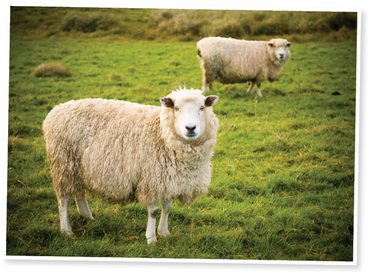 Lush green rolling hills populated with the ubiquitous New Zealand sheep. 