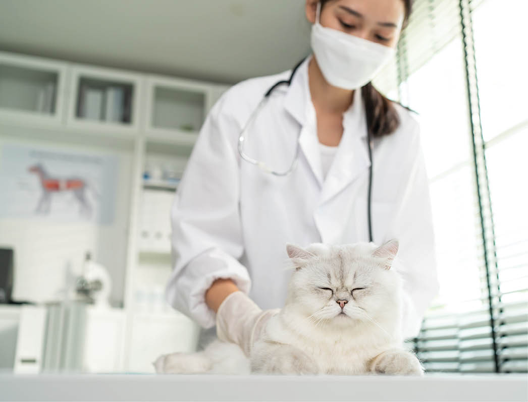 Asian veterinarian examine cat during appointment in veterinary clinic. Professional vet doctor woman stand on examination table with stethoscope work and check on little animal kitten in pet hospital