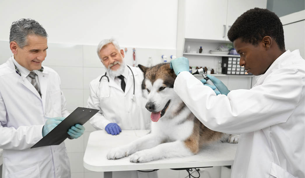 Three male vets working in clinic with animals. African doctor holding tool, mature man writing in folder, elderly vet assistant stroking pretty big dog. Men wearing in white uniform.