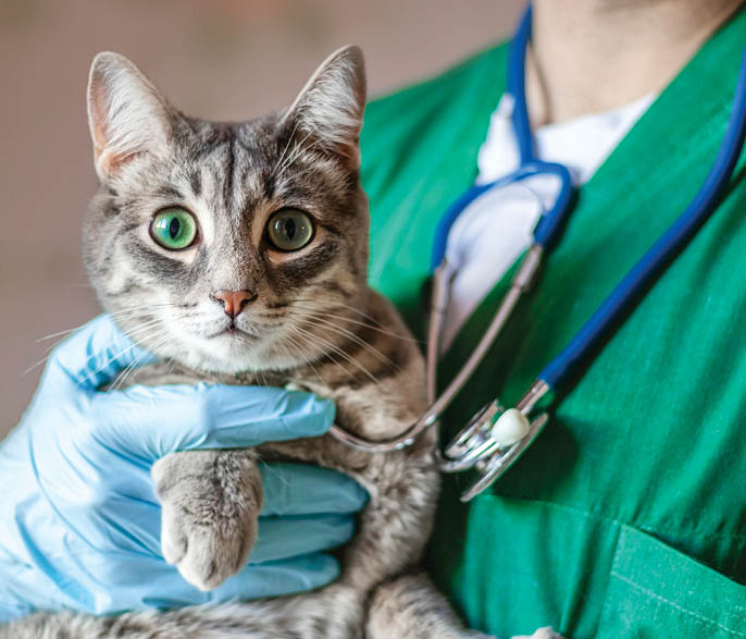 Cropped image of male doctor veterinarian with stethoscope is holding cute grey cat on hands at vet clinic.