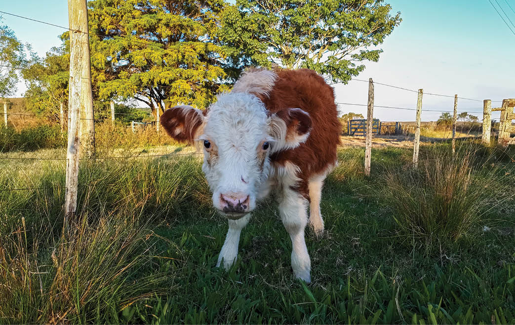 Cute baby cow in a farm. Sunny day.
