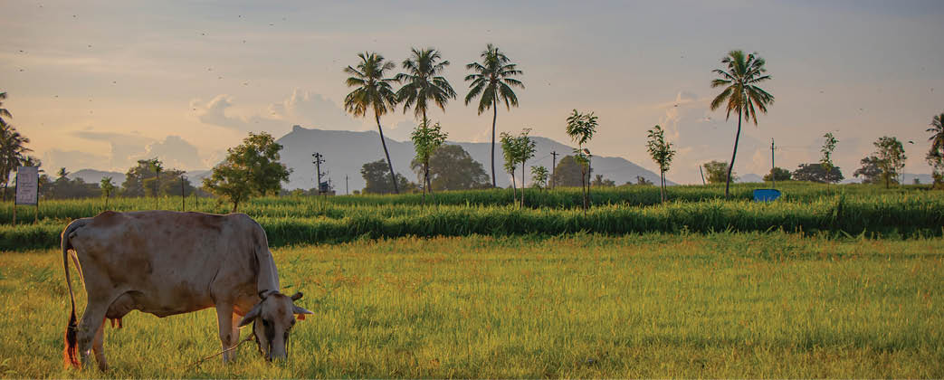 The cow on the garden with beautiful background coconut trees Andhra Pradesh India