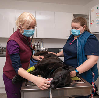Vet Aoife Morrow and ANA Tabitha Flanagan.