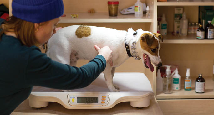 ‘Big Weigh In’ returns to tackle pet obesity