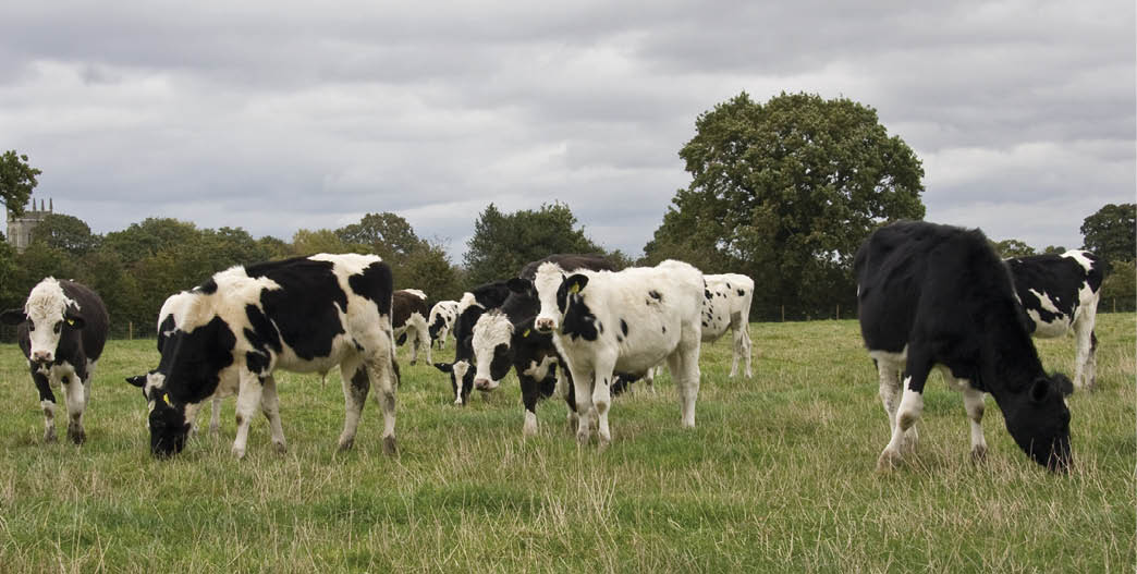 Herd of cows in an English countryside setting.