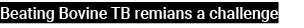 Beating Bovine TB remians a challenge