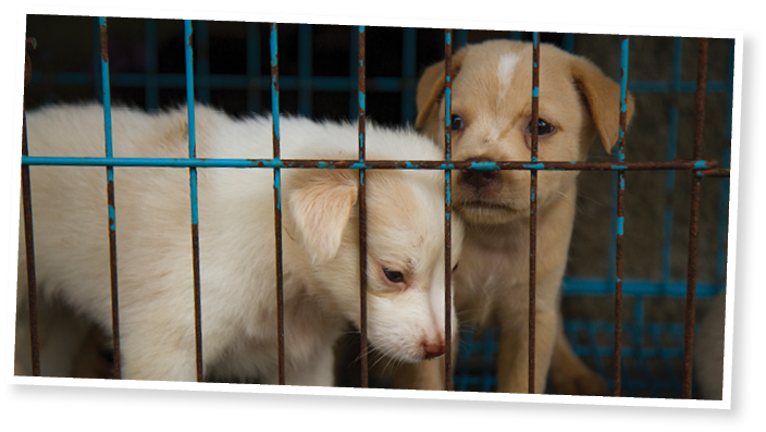 puppies in a cage. Dog shelter