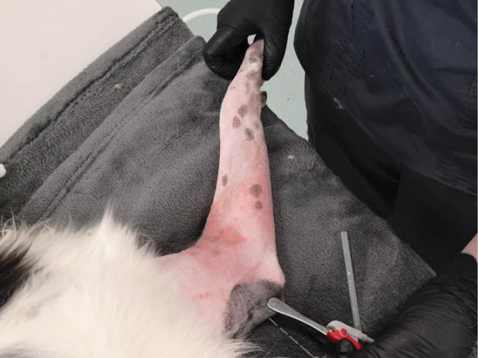 A person holding a dog's leg Description automatically generated