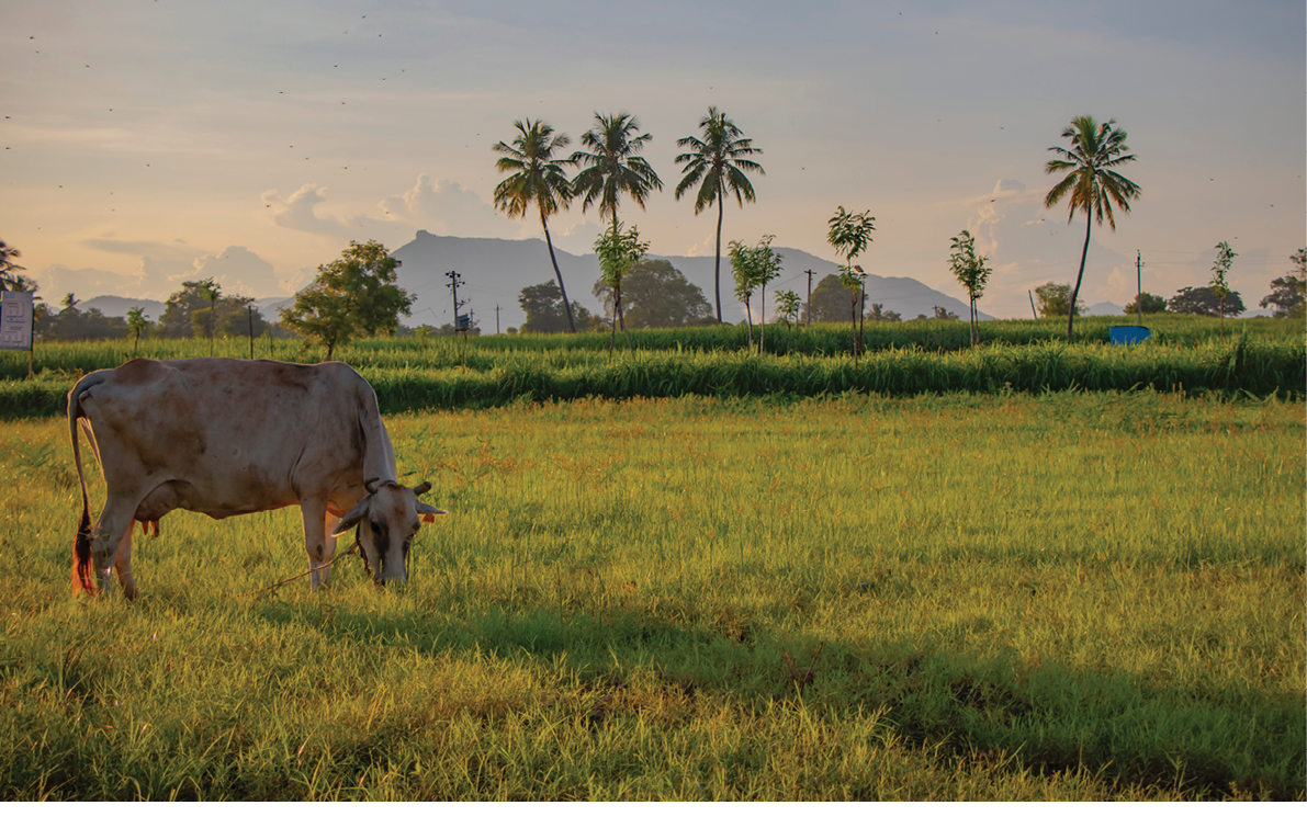 The cow on the garden with beautiful background coconut trees Andhra Pradesh India