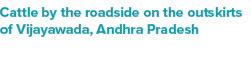 Cattle by the roadside on the outskirts of Vijayawada, Andhra Pradesh 