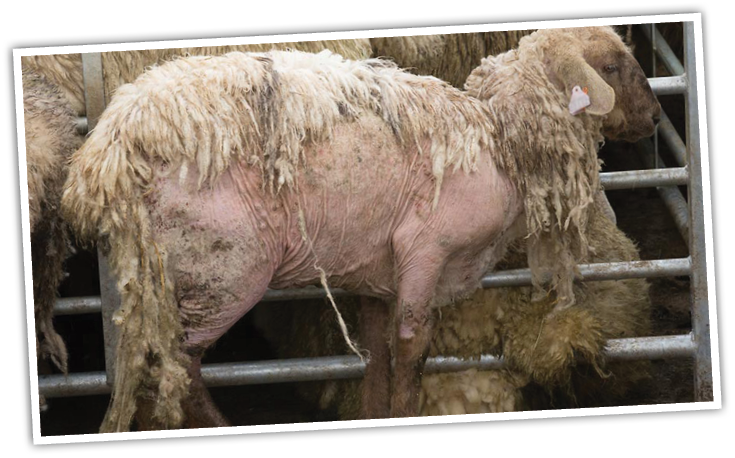 Garvagh vet honoured at London Vet Show