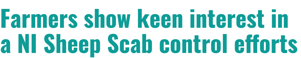 Farmers show keen interest in a NI Sheep Scab control efforts