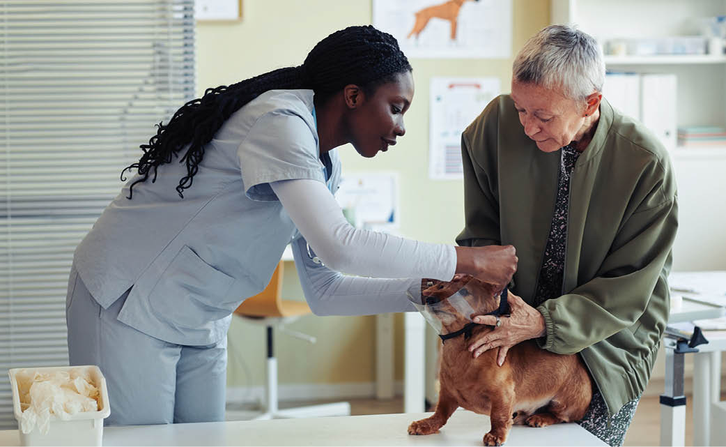Portrait of female veterinarian putting protective collar on dog in vet clinic with senior woman assisting