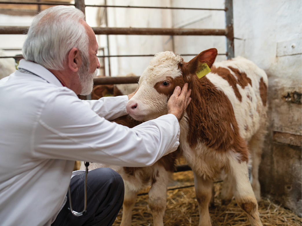Senior man veterinarian examining baby animal simmental calf in cowshed on straw in stable