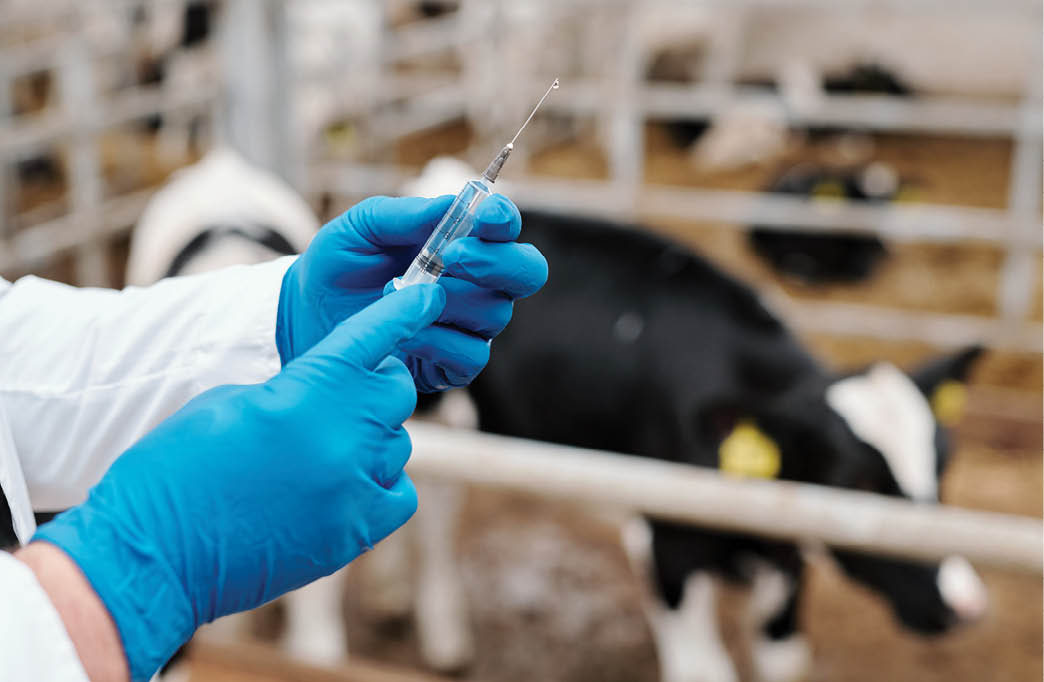 Close-up of unrecognizable animal veterinarian in latex gloves preparing syringe for vaccination of cow at farm