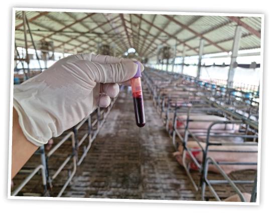 Pig blood in a tube, pig farm blood draw for virus in the lab.