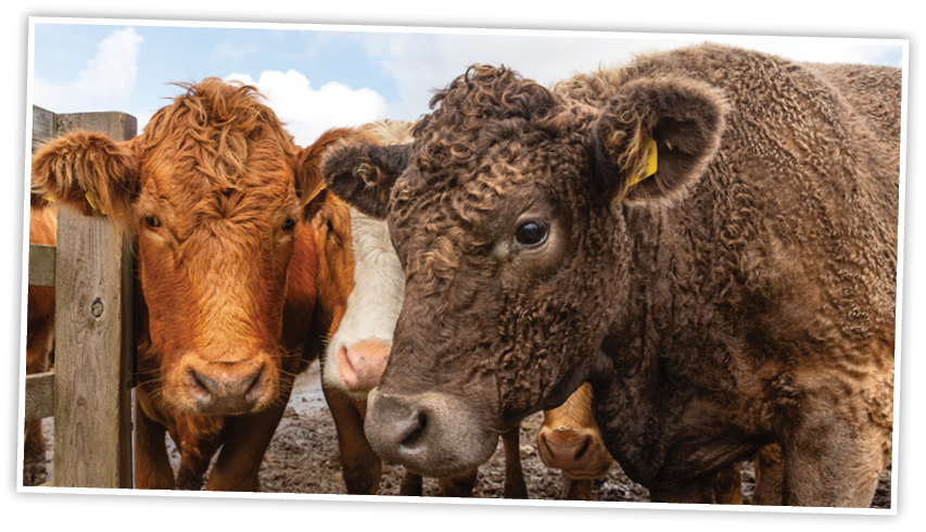 Cows, Close up of a herd of young cows, one with brown curly coat, facing front and stood on muddy ground near to a wooden fence. Horizontal.  Space for copy