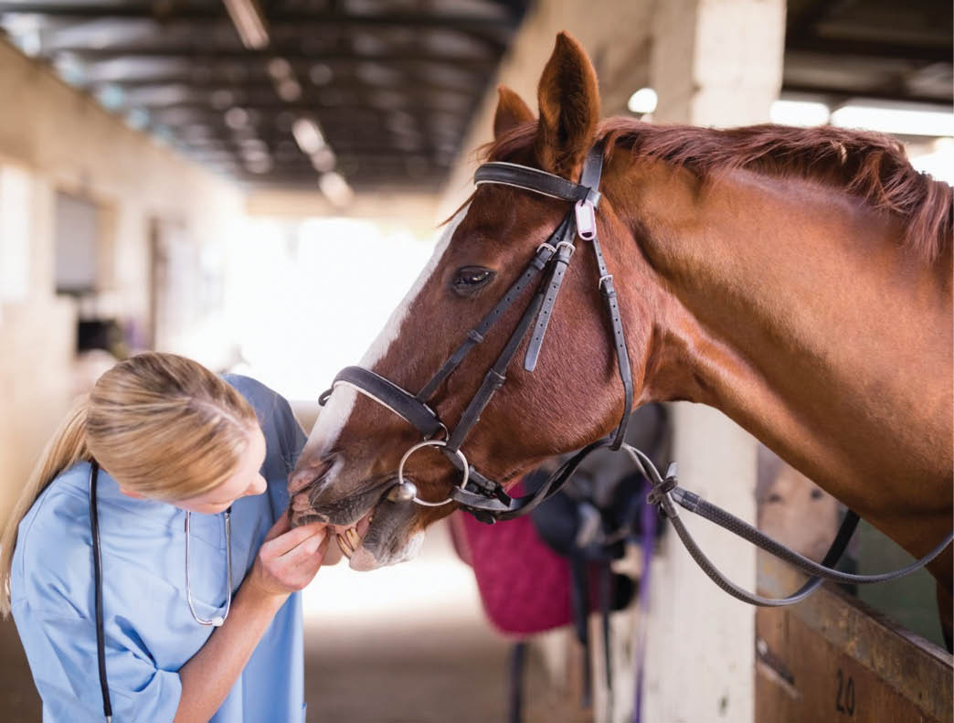 RCVS Council bids to enhance career pathways