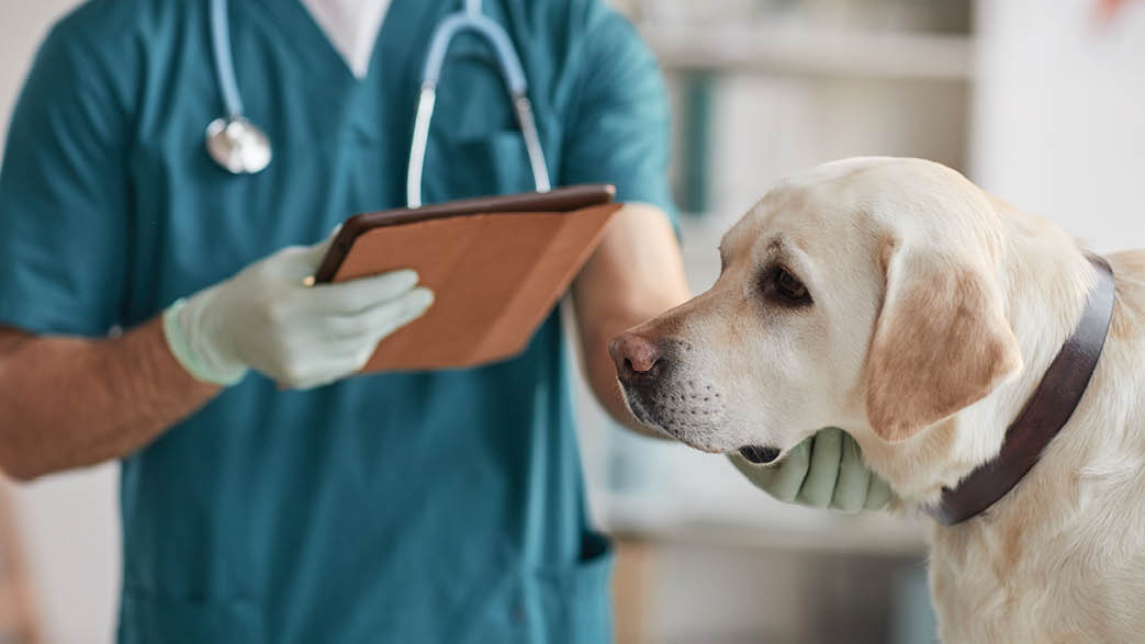 Cropped portrait of unrecognizable male veterinarian examining white Labrador dog at vet clinic, copy space