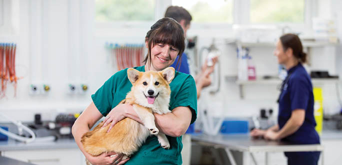 Nurse holding pet dog in examination room of vet surgery