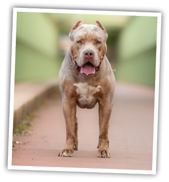A beautiful american bully XL dog in nature