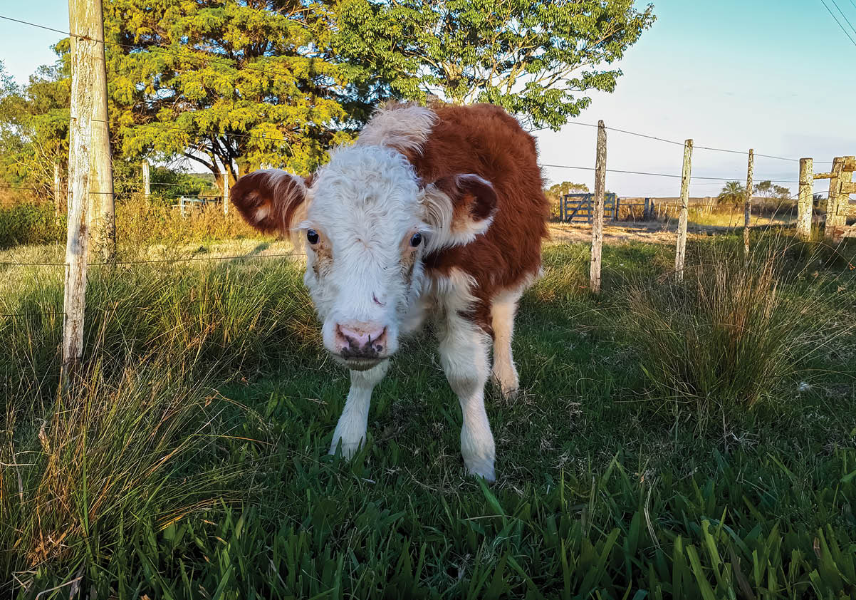 Cute baby cow in a farm. Sunny day.