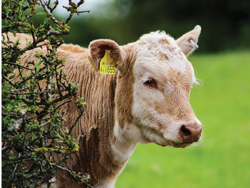 A young calf watching through a hole in the hedge