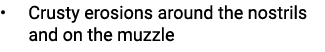 • Crusty erosions around the nostrils and on the muzzle 
