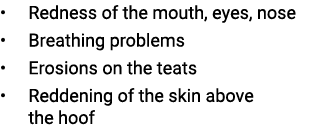 • Redness of the mouth, eyes, nose • Breathing problems • Erosions on the teats • Reddening of the skin above the hoof 
