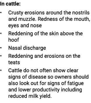 In cattle: • Crusty erosions around the nostrils and muzzle. Redness of the mouth, eyes and nose • Reddening of the s...